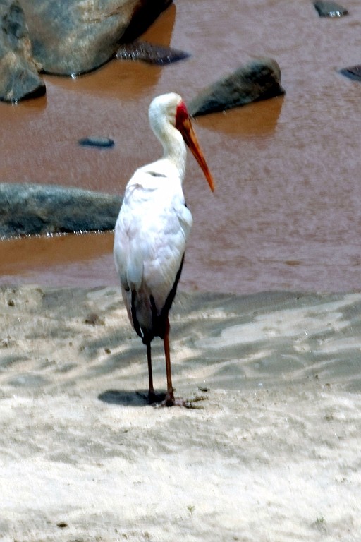 Kenia (373).jpg
